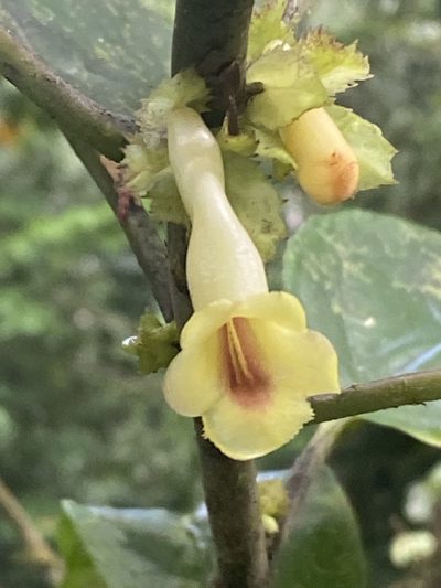 Drymonia macrophylla, photographed by tlaloc27