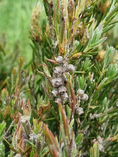 Melaleuca pityoides, photographed by Jane Canaway