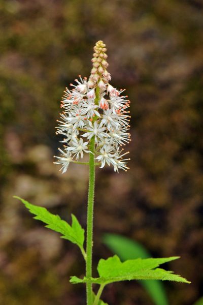 Tiarella nautila, photographed by Tom Kennedy