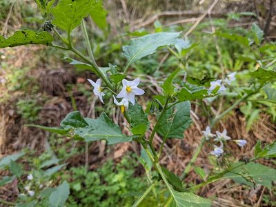 Solanum furcatum, photographed by Mark G