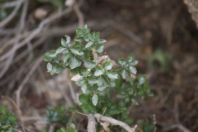 Ericameria cuneata, photographed by Diego Blanco