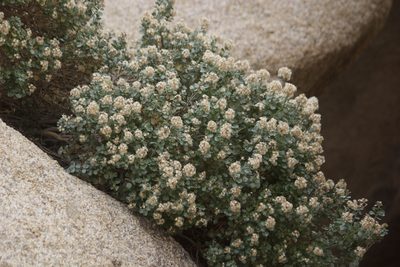 Ericameria cuneata, photographed by Diego Blanco
