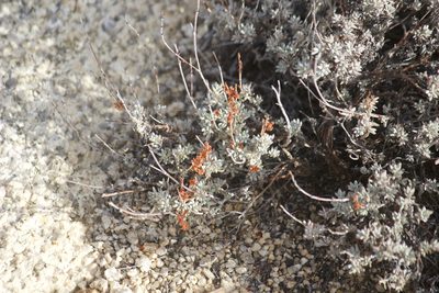 Eriogonum wrightii, photographed by Diego Blanco
