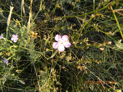 Dianthus carbonatus, photographed by Galyna Mykytynets