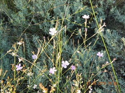Dianthus carbonatus, photographed by Galyna Mykytynets