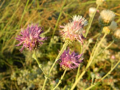 Jurinea ewersmannii, photographed by Galyna Mykytynets