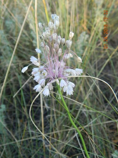 Allium paniculatum, photographed by Galyna Mykytynets
