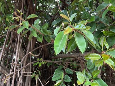 Ficus elastica, photographed by prodewald