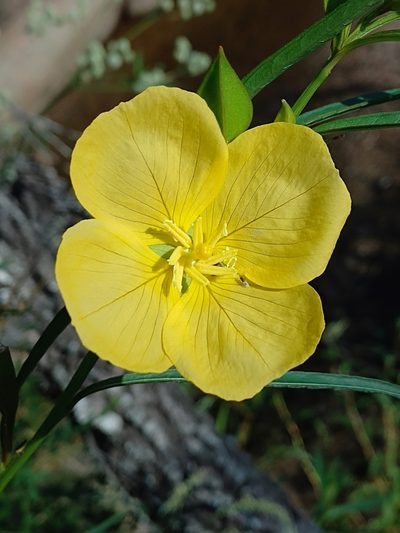 Ludwigia longifolia, photographed by Tomás Carranza Perales