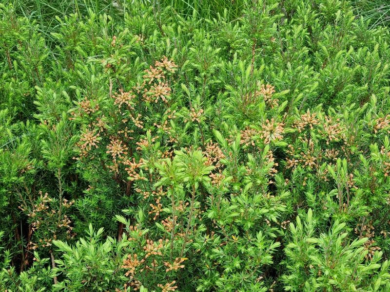 Epacris paludosa, photographed by Jane Canaway