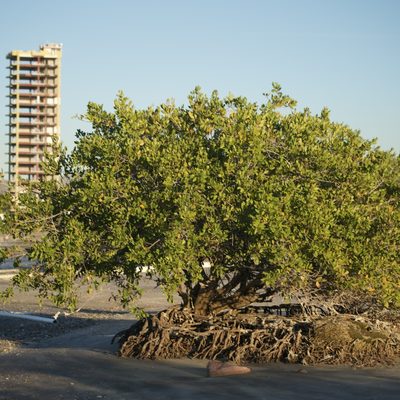 Laguncularia racemosa, photographed by Bill Levine
