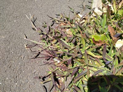 Digitaria sanguinalis, photographed by Leon Perrie