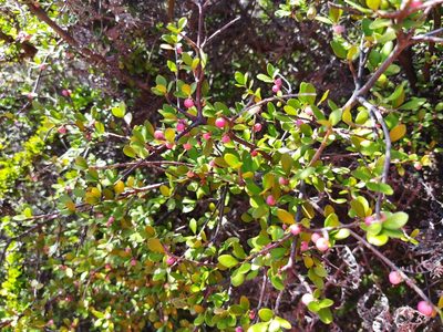 Aristotelia fruticosa, photographed by Paul Bell-Butler