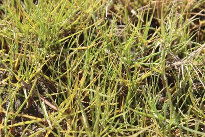 Paspalum vaginatum, photographed by Joe Dillon