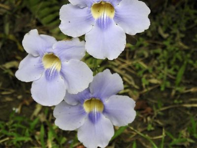 Thunbergia grandiflora, photographed by Frances Oliver