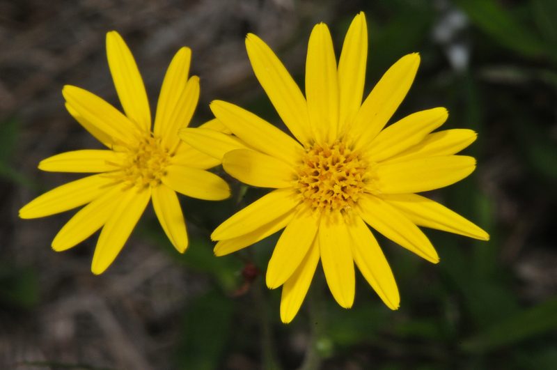 Pityopsis oligantha, photographed by Tom Kennedy