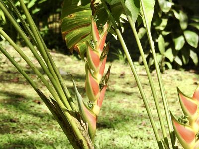 Heliconia wagneriana, photographed by Frances Oliver