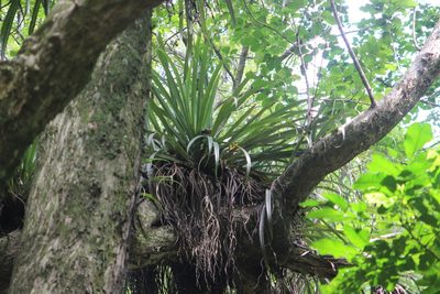 Astelia hastata, photographed by Joe Dillon