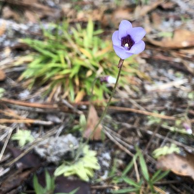 Pinguicula pumila, photographed by Pam Kleinsasser