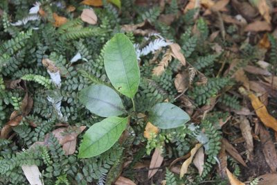 Litsea calicaris, photographed by Joe Dillon