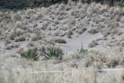 Yucca gloriosa, photographed by Joe Dillon