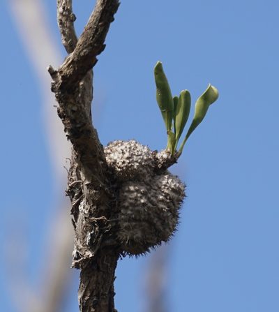 Myrmecodia beccarii, photographed by Tim