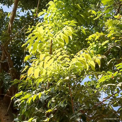 Swietenia macrophylla, photographed by Paulmathi Vinod