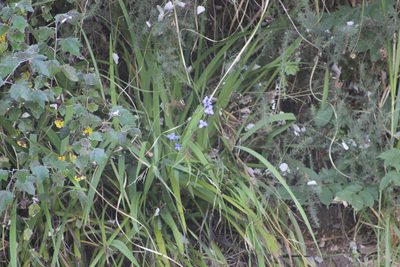 Aristea ecklonii, photographed by Joe Dillon