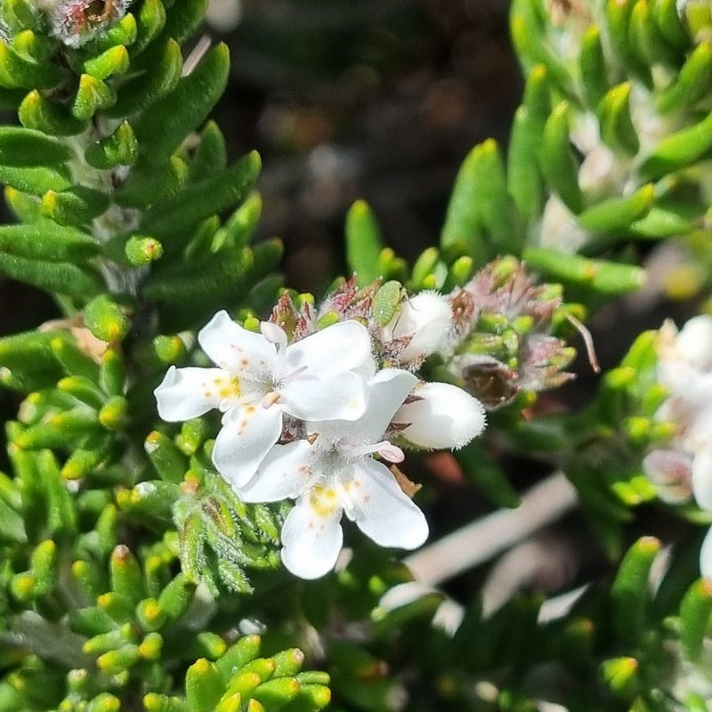 Westringia senifolia, photographed by Jane Canaway