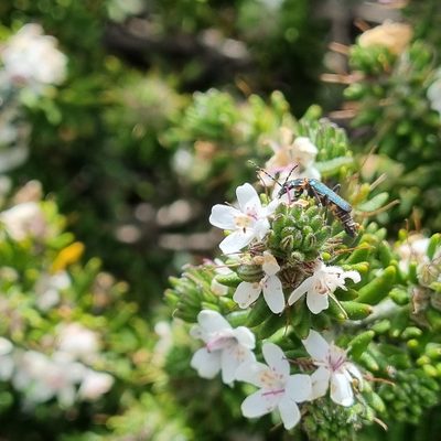 Westringia senifolia, photographed by Jane Canaway