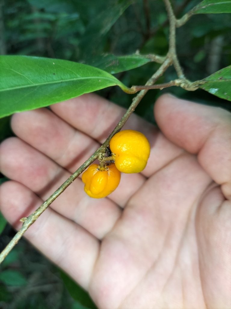 Dichapetalum papuanum, photographed by Matthew Borella