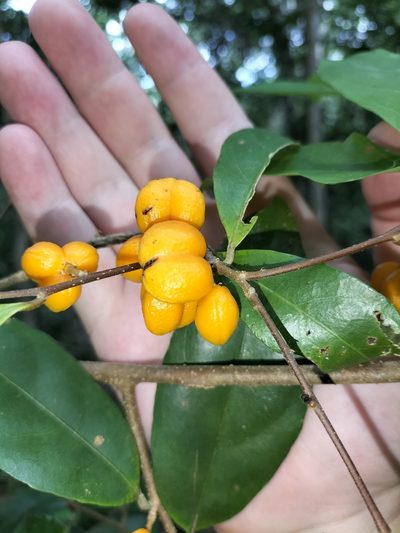 Dichapetalum papuanum, photographed by Matthew Borella