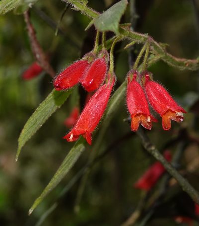 Columnea anisophylla, photographed by desertnaturalist