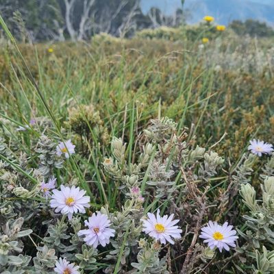 Olearia frostii, photographed by Jane Canaway