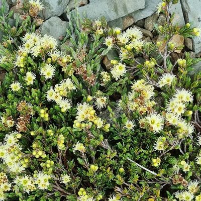 Kunzea muelleri, photographed by Jane Canaway