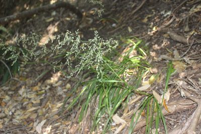 Poa anceps, photographed by Joe Dillon