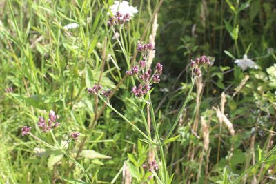 Verbena incompta, photographed by Joe Dillon