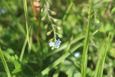 Myosotis laxa, photographed by Joe Dillon