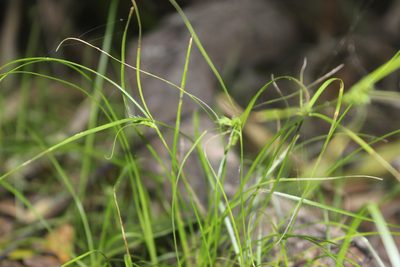 Carex inversa, photographed by Joe Dillon