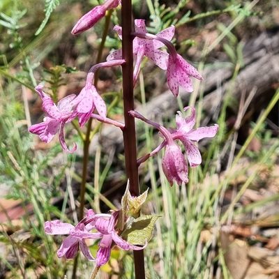Dipodium roseum, photographed by Jane Canaway