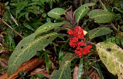 Drymonia teuscheri, photographed by desertnaturalist