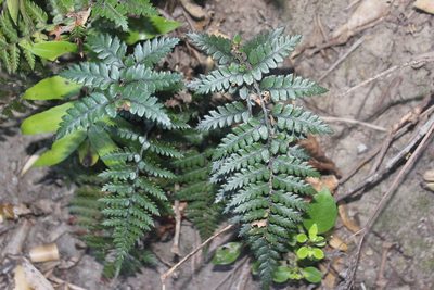 Polystichum neozelandicum, photographed by Joe Dillon