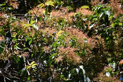 Ackama paniculosa, photographed by Thomas Mesaglio