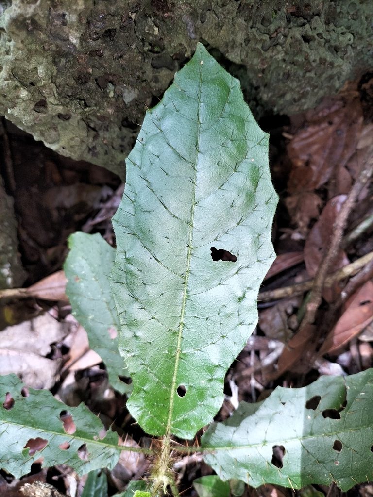 Solanum macoorai, photographed by Matthew Borella