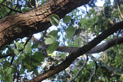 Litsea calicaris, photographed by Joe Dillon