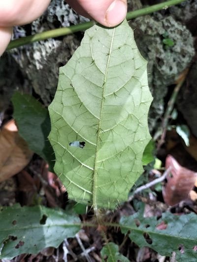 Solanum macoorai, photographed by Matthew Borella