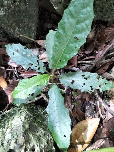 Solanum macoorai, photographed by Matthew Borella