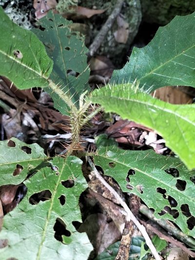 Solanum macoorai, photographed by Matthew Borella