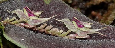Lepanthes tomentosa, photographed by desertnaturalist