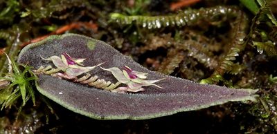 Lepanthes tomentosa, photographed by desertnaturalist